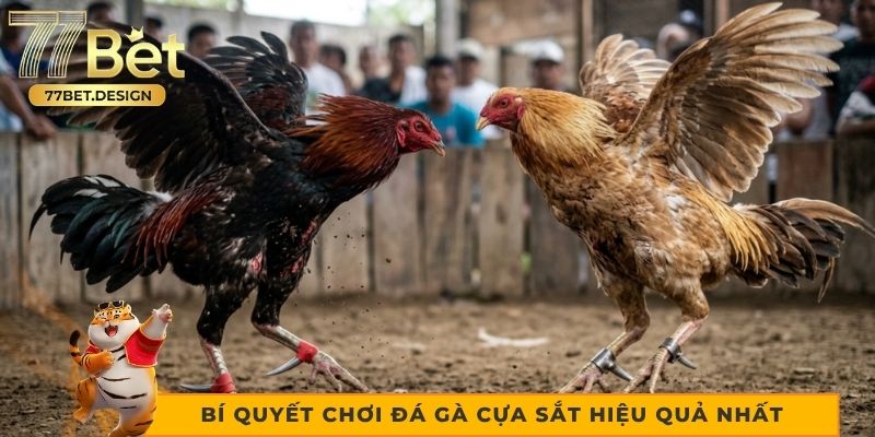 Bí quyết chơi đá gà cựa sắt hiệu quả nhất