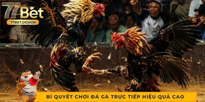 Bí quyết chơi đá gà trực tiếp hiệu quả cao Bí quyết chơi đá gà trực tiếp hiệu quả cao