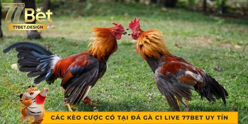 Các kèo cược có tại đá gà c1 live 77bet uy tín