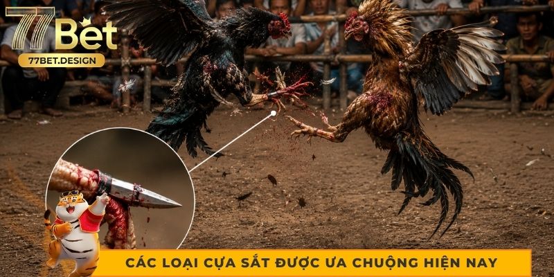 Các loại cựa sắt được ưa chuộng hiện nay