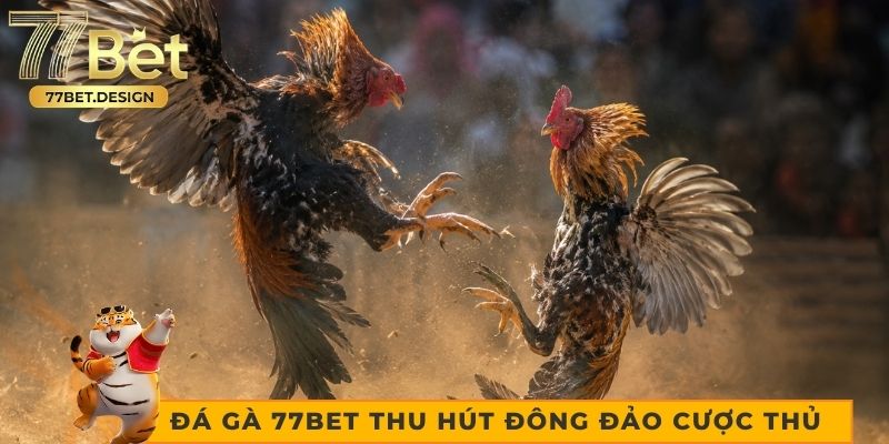 Đá gà 77bet thu hút đông đảo cược thủ