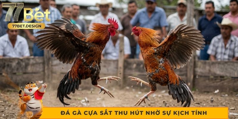Đá gà cựa sắt thu hút nhờ sự kịch tính