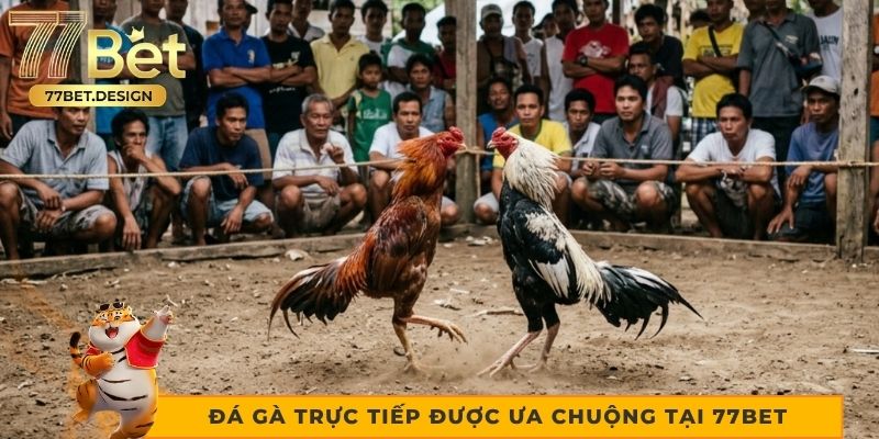 Hình thức đá gà trực tiếp được ưa chuộng tại 77bet Hình thức đá gà trực tiếp được ưa chuộng tại 77bet