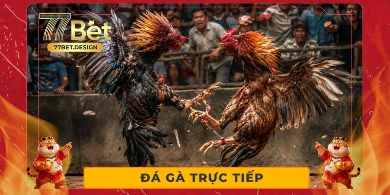 Đá Gà Trực Tiếp - Phát Sóng Hd, Tỷ Lệ Cược Siêu Hấp Dẫn