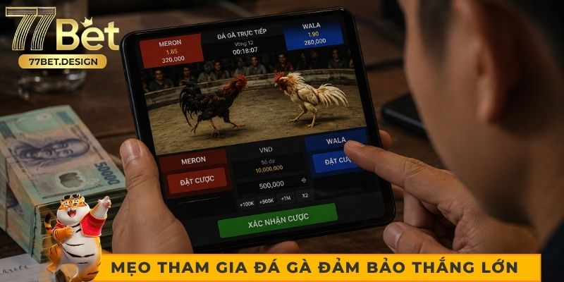Bí quyết tham gia đá gà đảm bảo thắng lớn