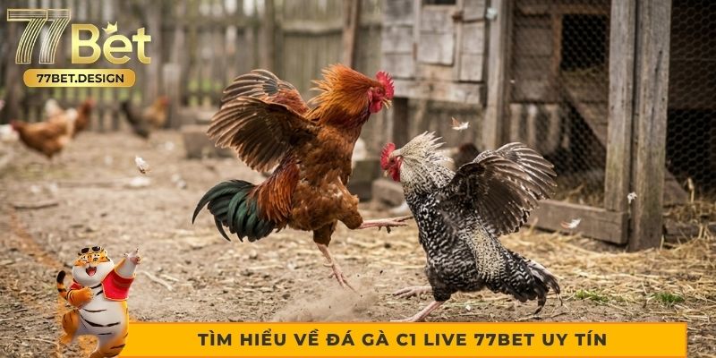 Tìm hiểu về đá gà c1 live 77bet uy tín