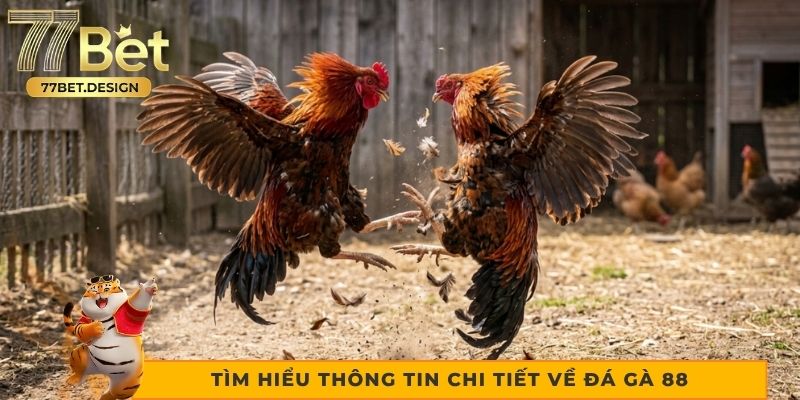 Tìm hiểu thông tin chi tiết về đá gà 88